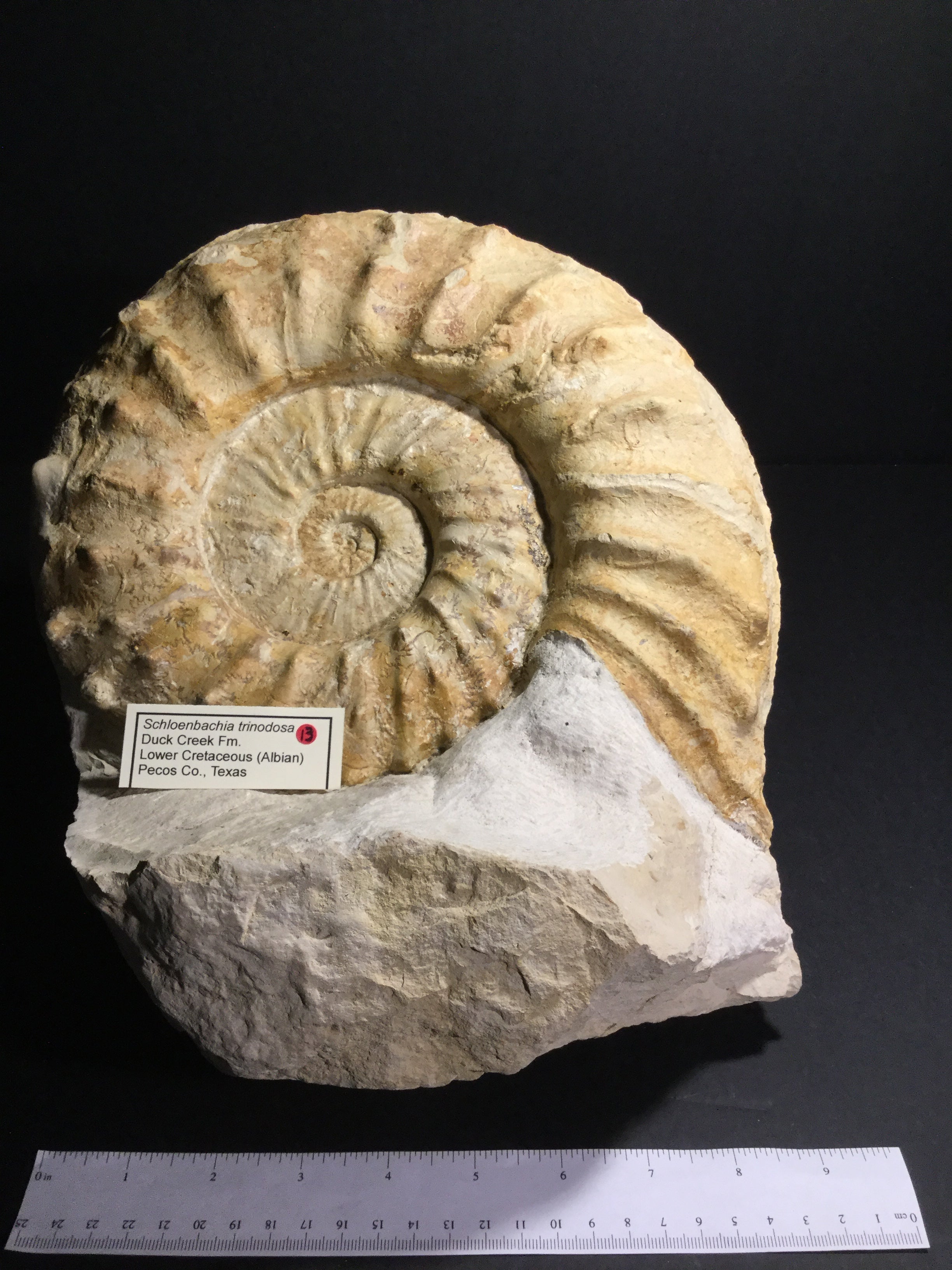 Lk Ammonite Schloenbachia If-a-16-013 – Fossil Avenue