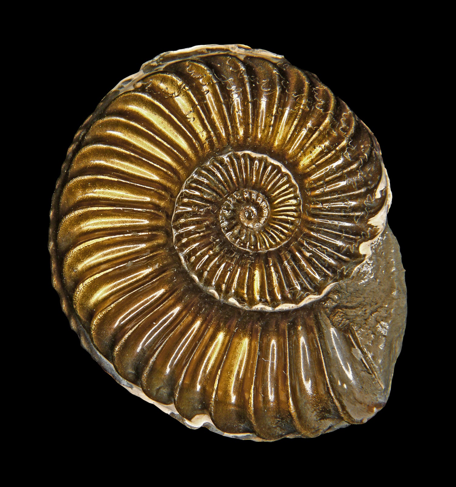 Ammonites Under $50