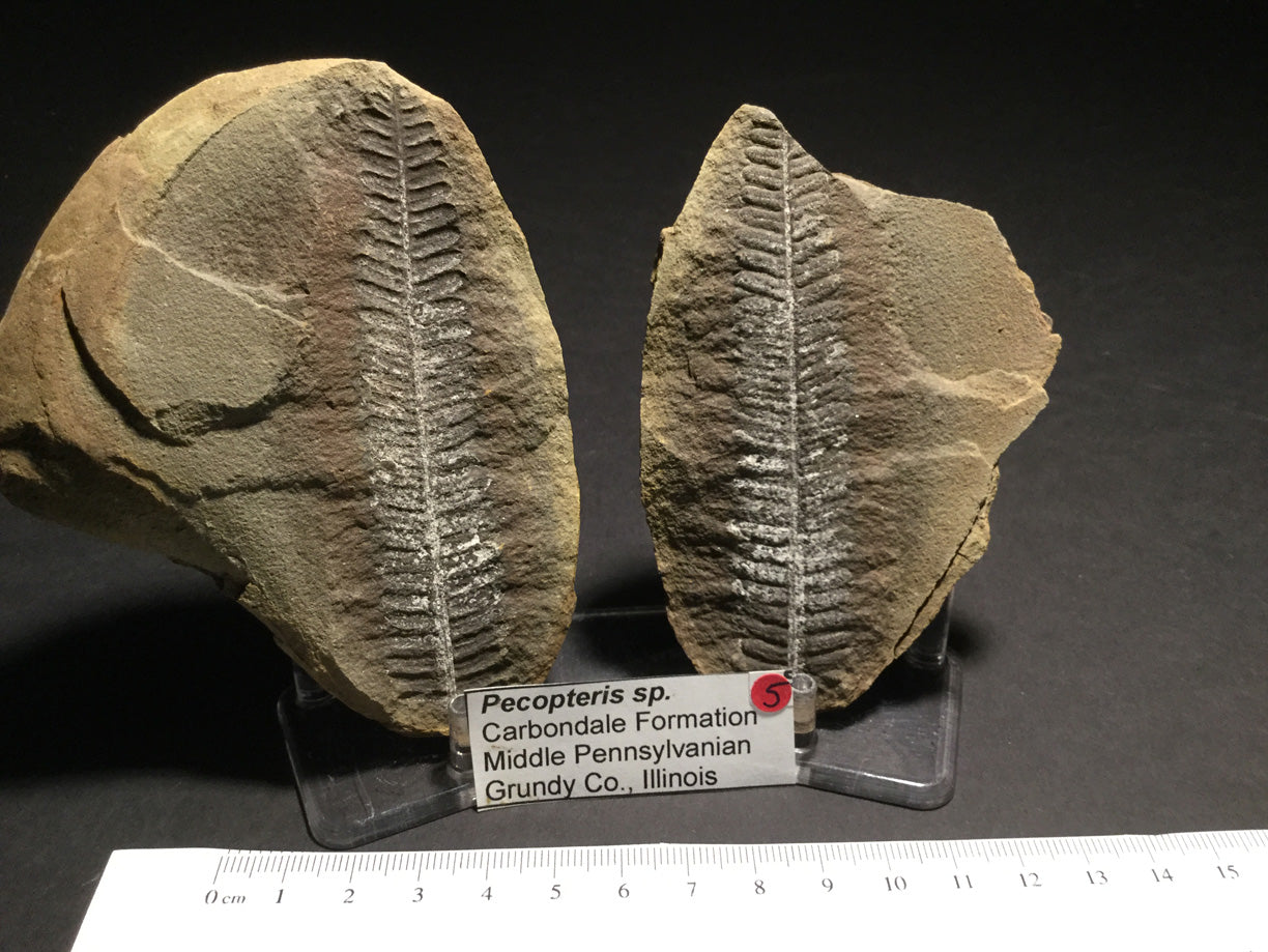 Miscellaneous Plant Fossils