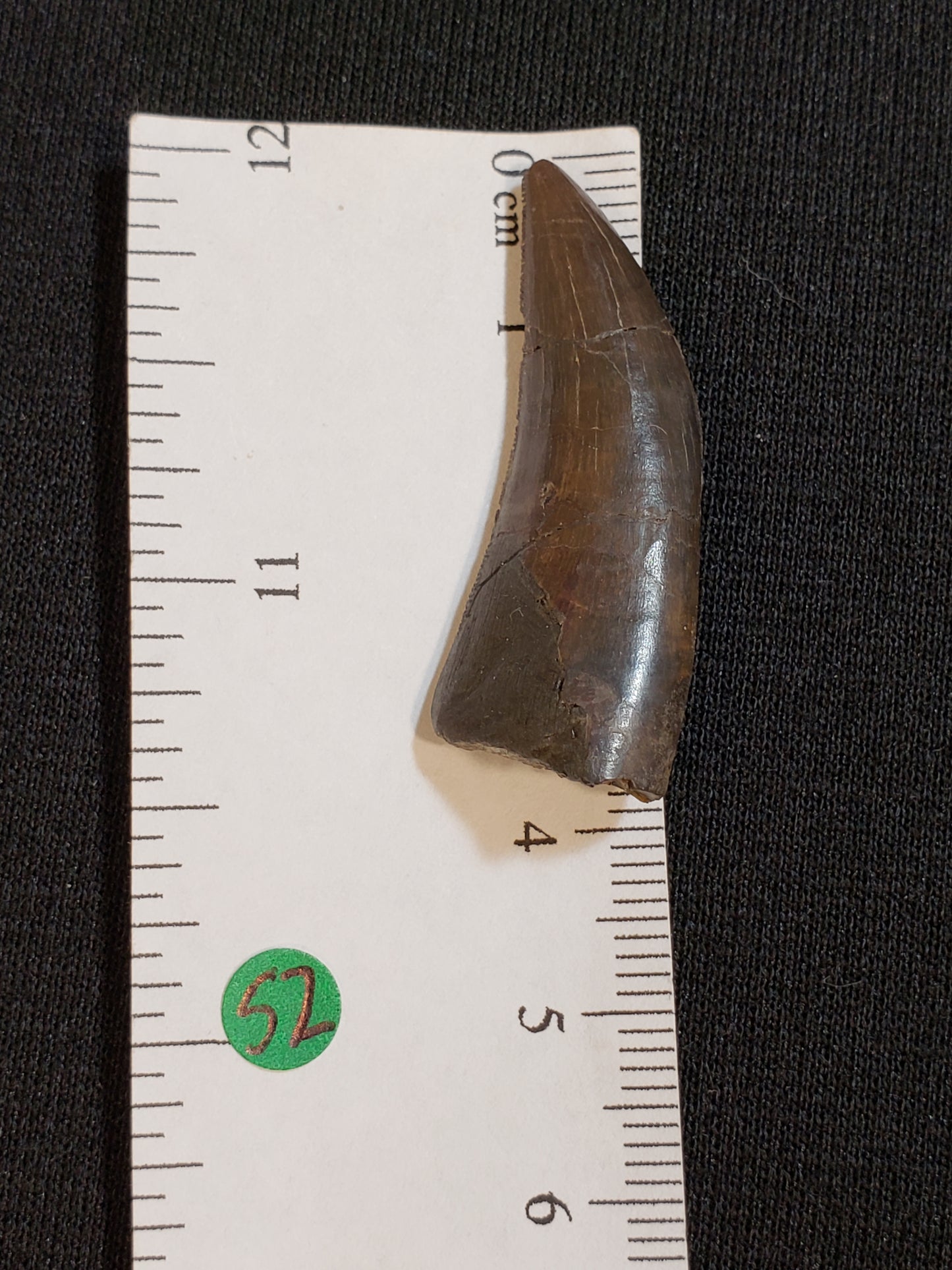 Jurassic Morrison Marshosaurus Tooth VF-JC-18-052