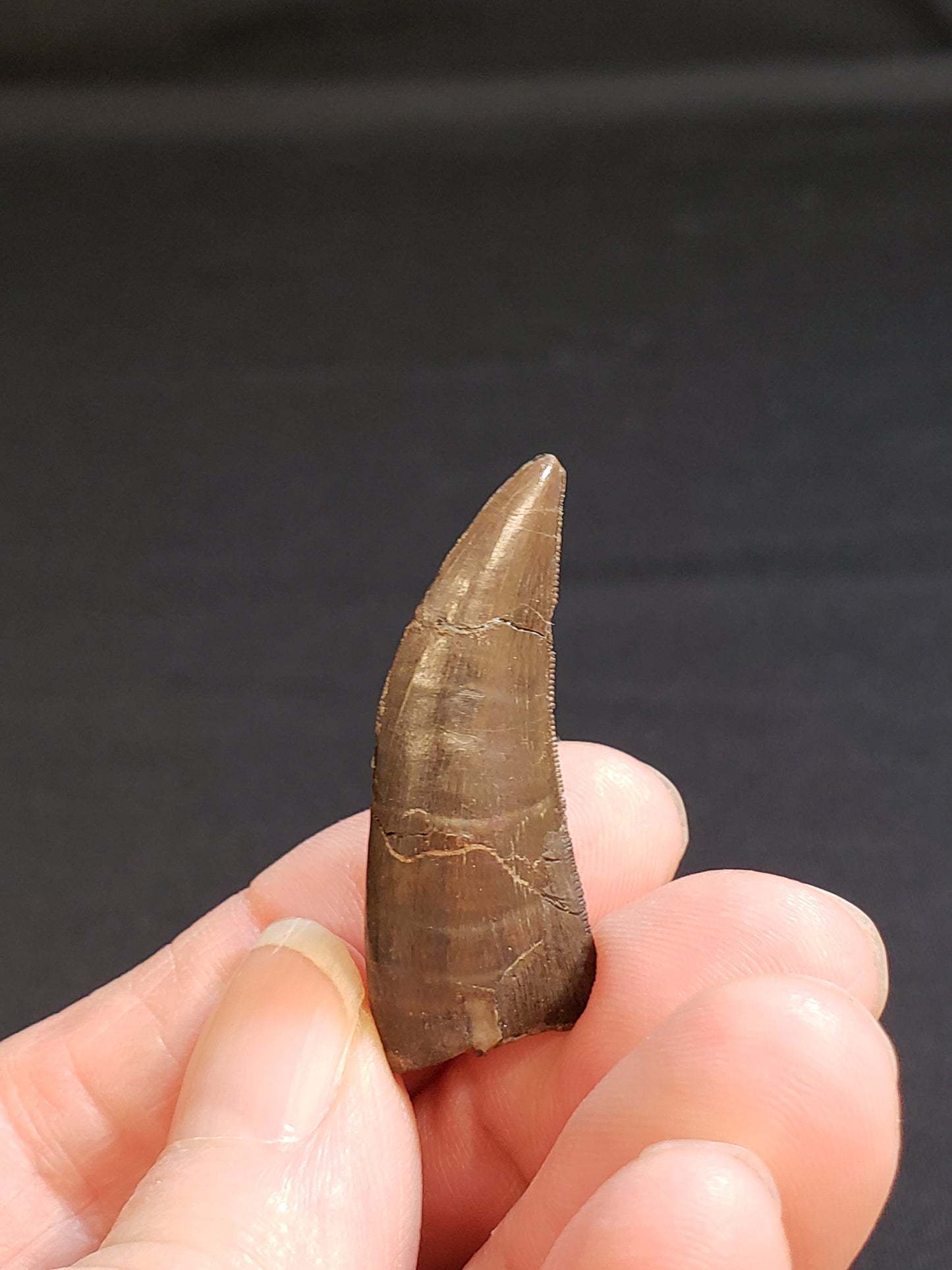 Jurassic Morrison Marshosaurus Tooth VF-JC-18-052