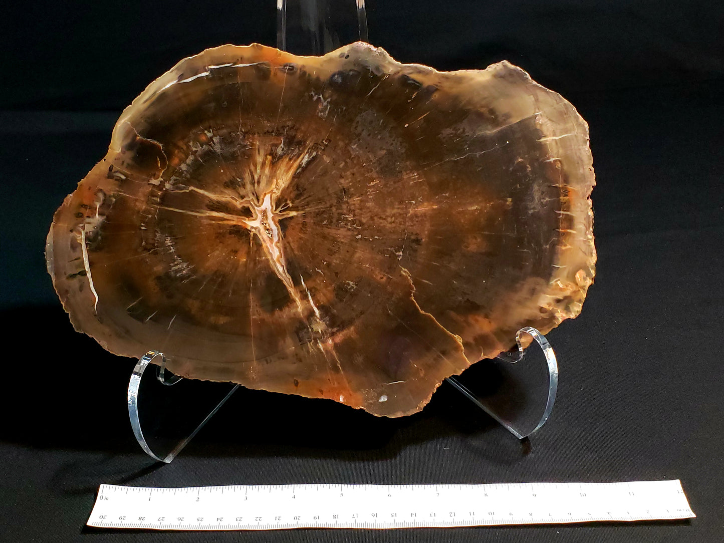 Triassic Petrified Wood P-APW-21-002