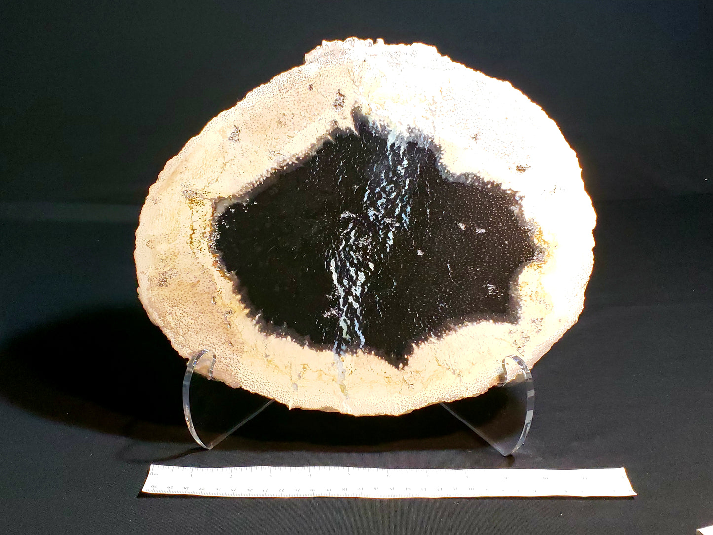 Miocene Petrified Palm Wood P-PW-21-001