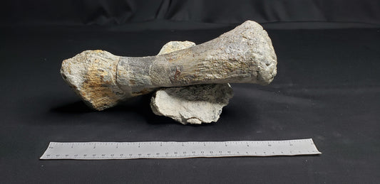 Jurassic Morrison Camarasaurus Metacarpal VF-DB-21-001