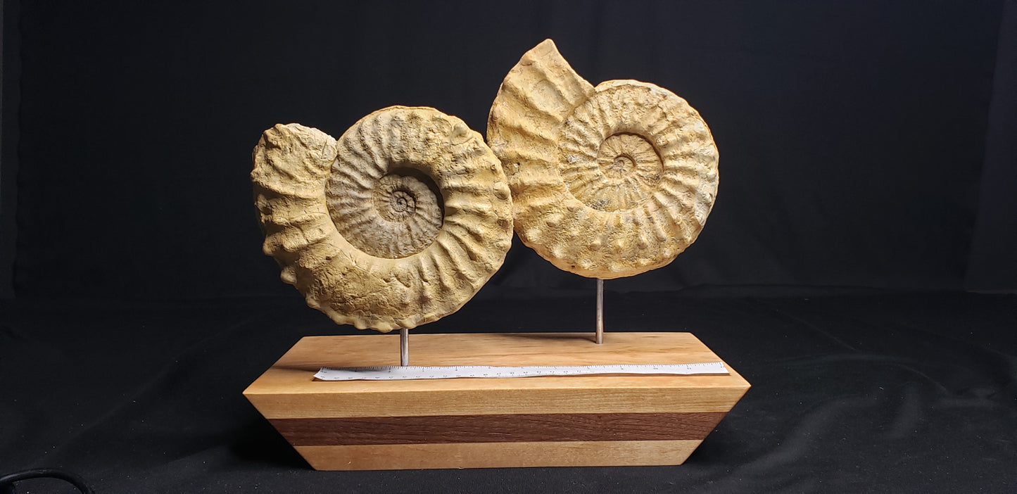 LK Ammonite Schloenbachia IF-LKA-21-006