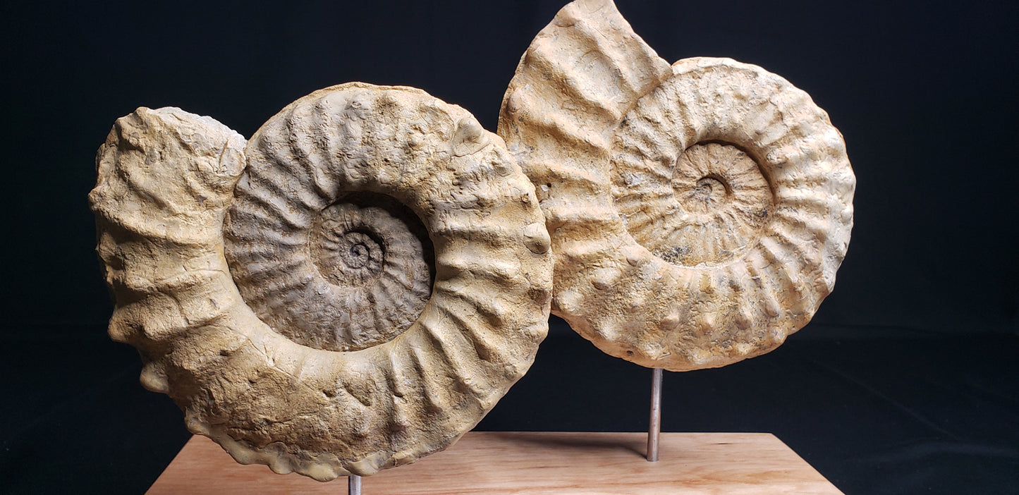 LK Ammonite Schloenbachia IF-LKA-21-006