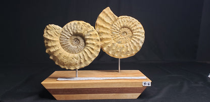 LK Ammonite Schloenbachia IF-LKA-21-006