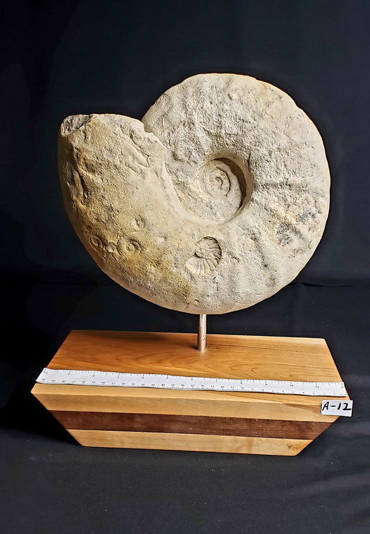 LK Ammonite Eopachydiscus IF-LKA-21-012