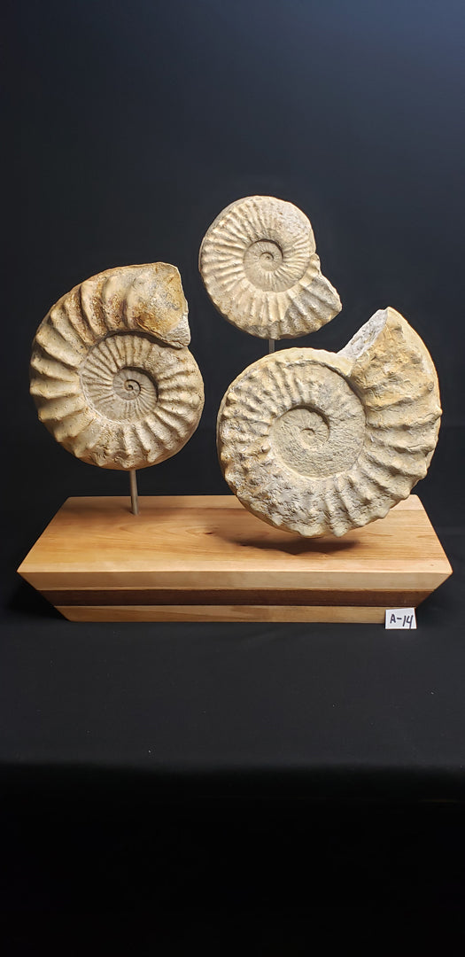 LK Ammonite Schloenbachia IF-LKA-21-014