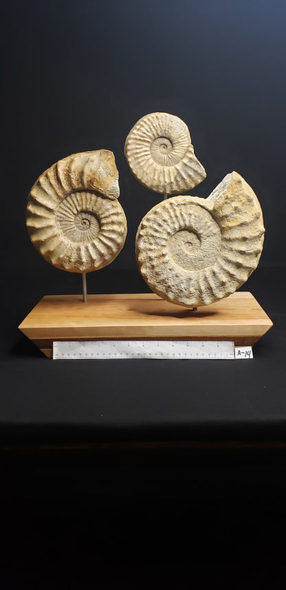 LK Ammonite Schloenbachia IF-LKA-21-014