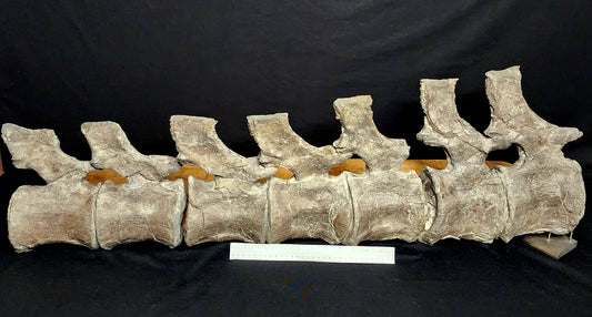 Jurassic Morrison Camarasaurus Vertebral Series VF-JC-22-CQ42