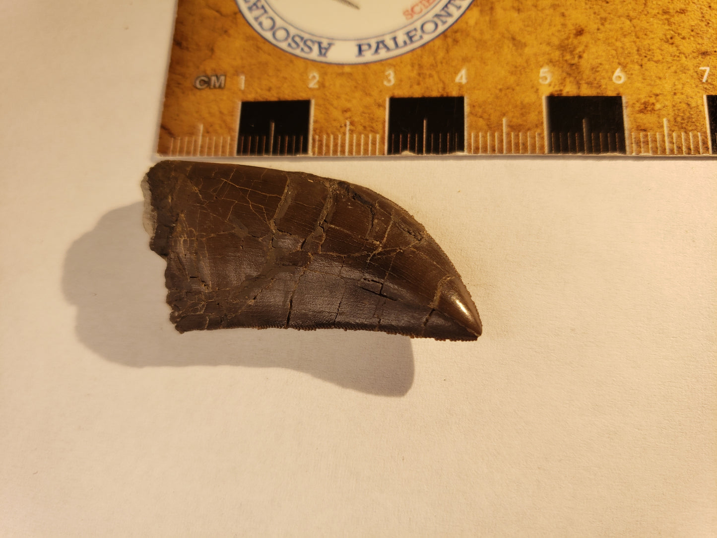 Jurassic Morrison Torvosaurus(?) Tooth VF-JC-24-002