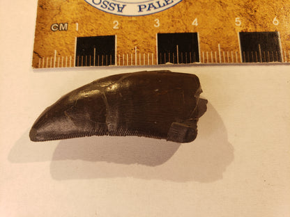 Jurassic Morrison Allosaurus Tooth VF-JC-24-005