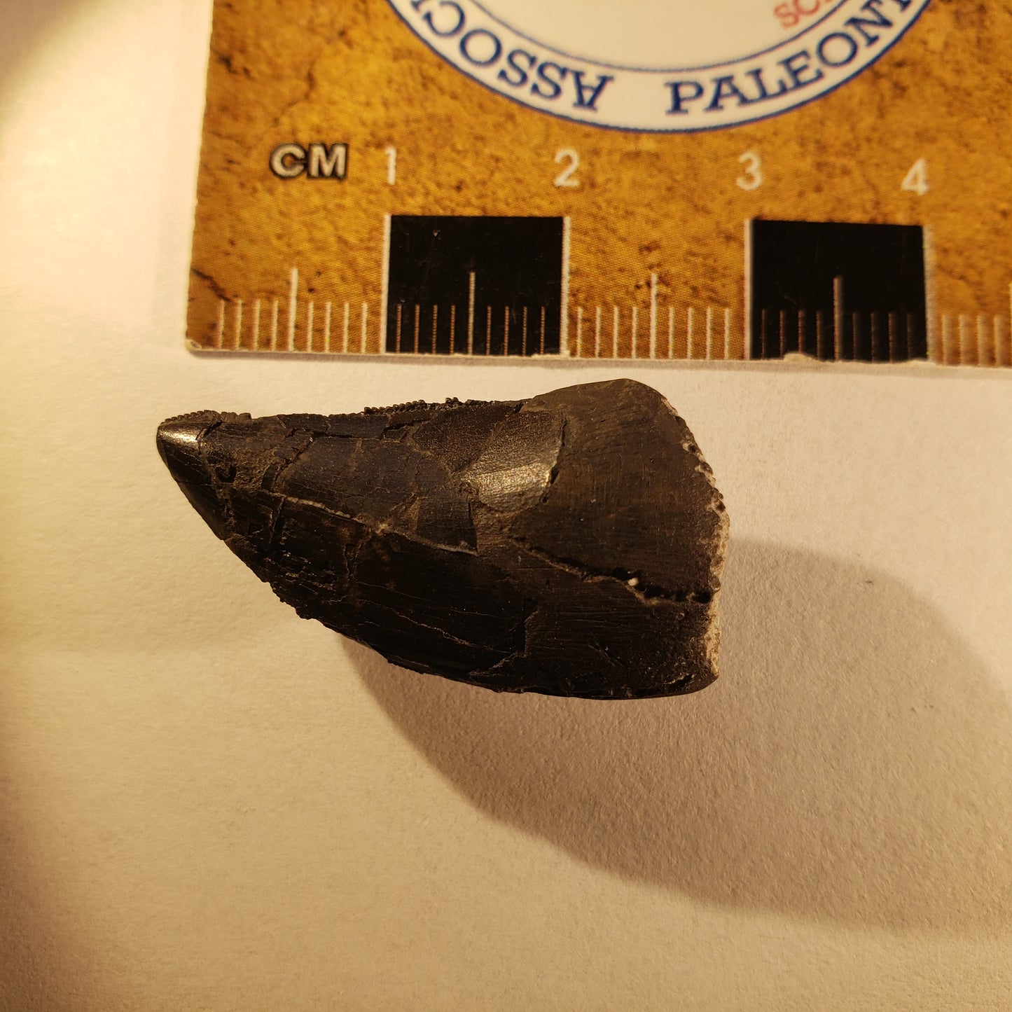 Jurassic Morrison Allosaurus Tooth VF-JC-24-013