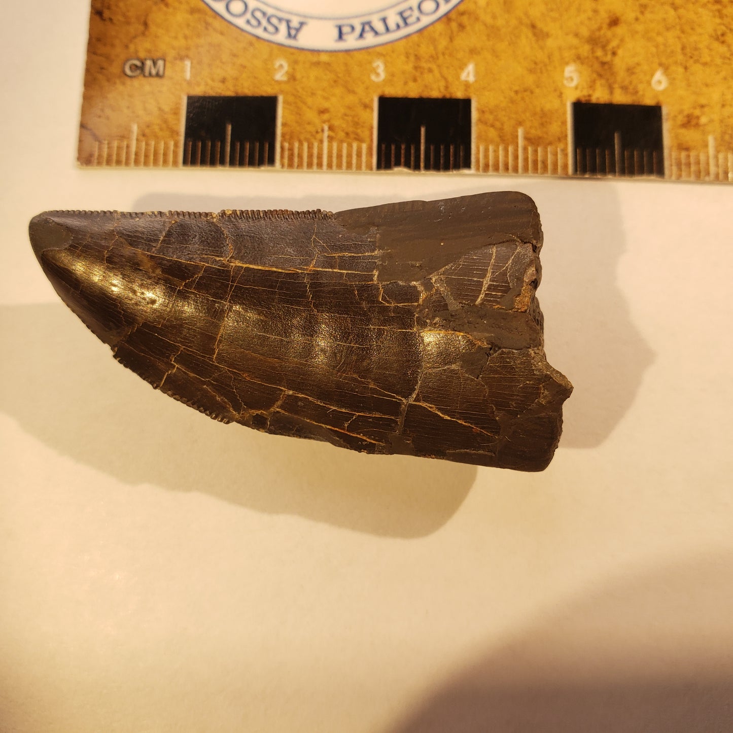 Jurassic Morrison Allosaurus Tooth VF-JC-24-027