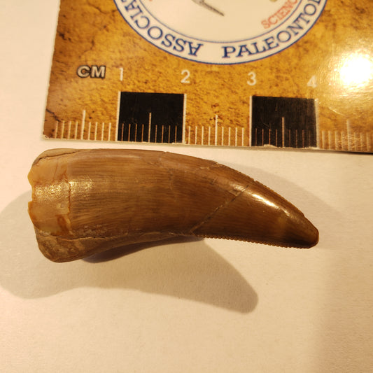 Jurassic Morrison Torvosaurus Tooth VF-DT-24-028