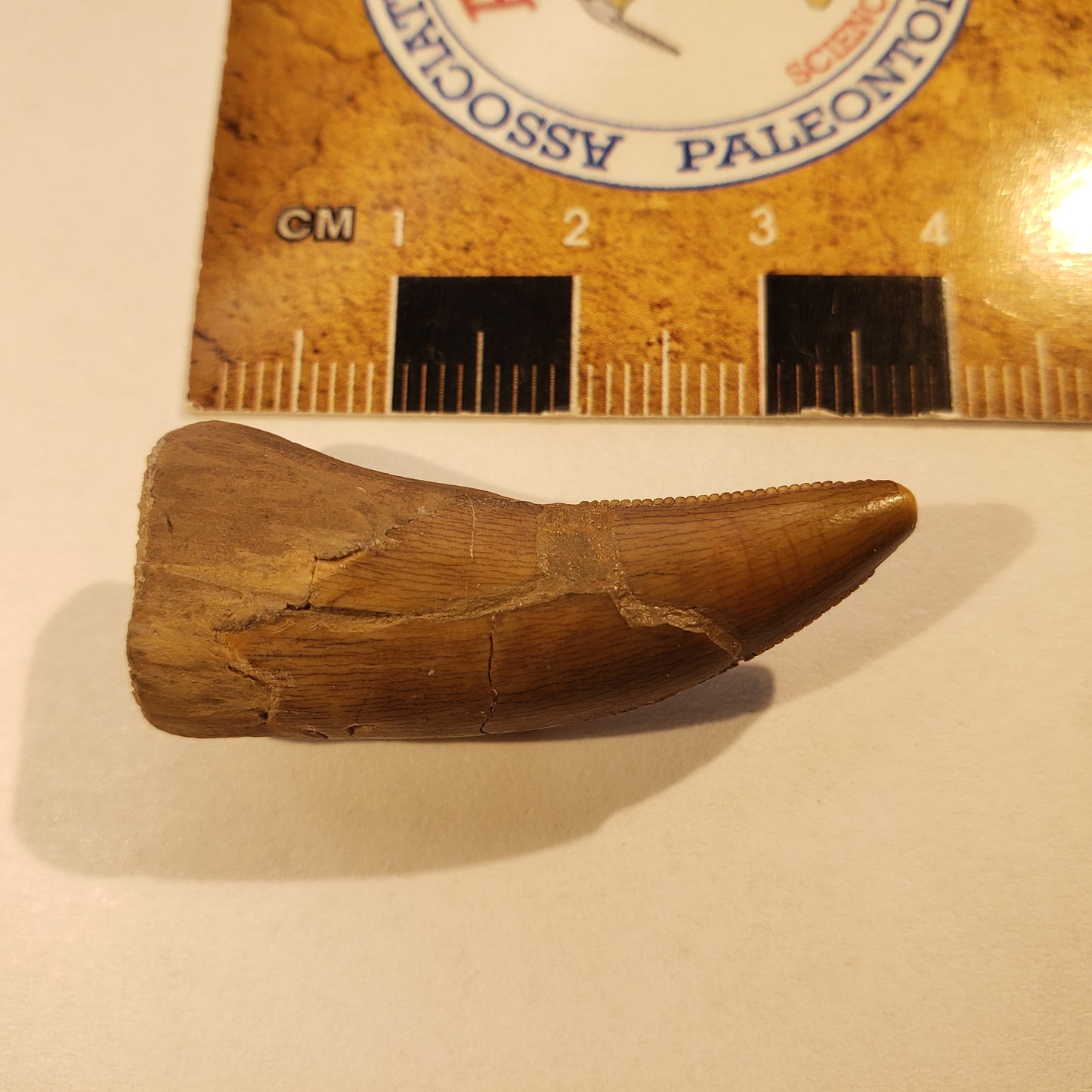 Jurassic Morrison Torvosaurus Tooth VF-DT-24-028