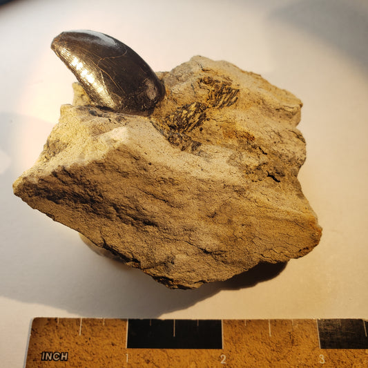 Jurassic Morrison Allosaurus Tooth VF-JC-24-033