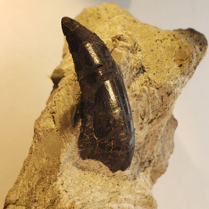 Jurassic Morrison Marshosaurus Tooth VF-JC-24-034