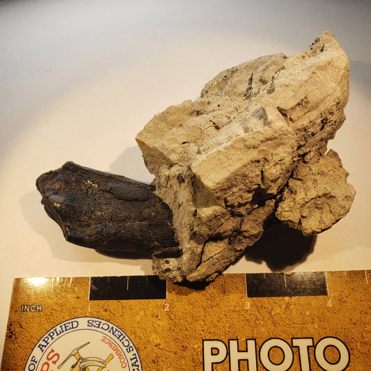 Jurassic Morrison Camarasaurus Tooth VF-JC-24-036