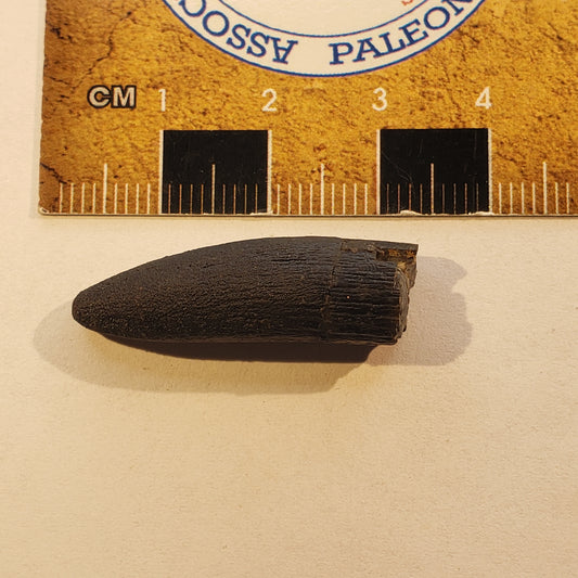 Jurassic Morrison Apatosaurus Tooth VF-JC-24-045