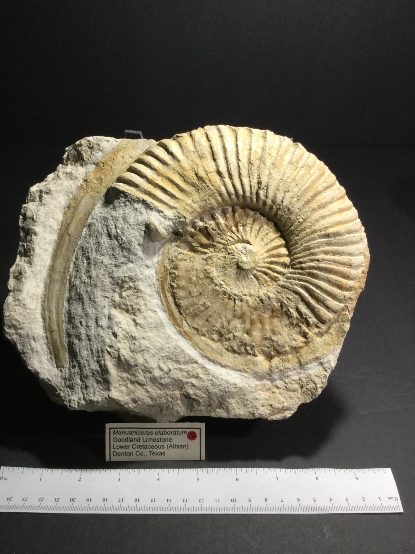 LK Ammonite Manuaniceras IF-A-16-012