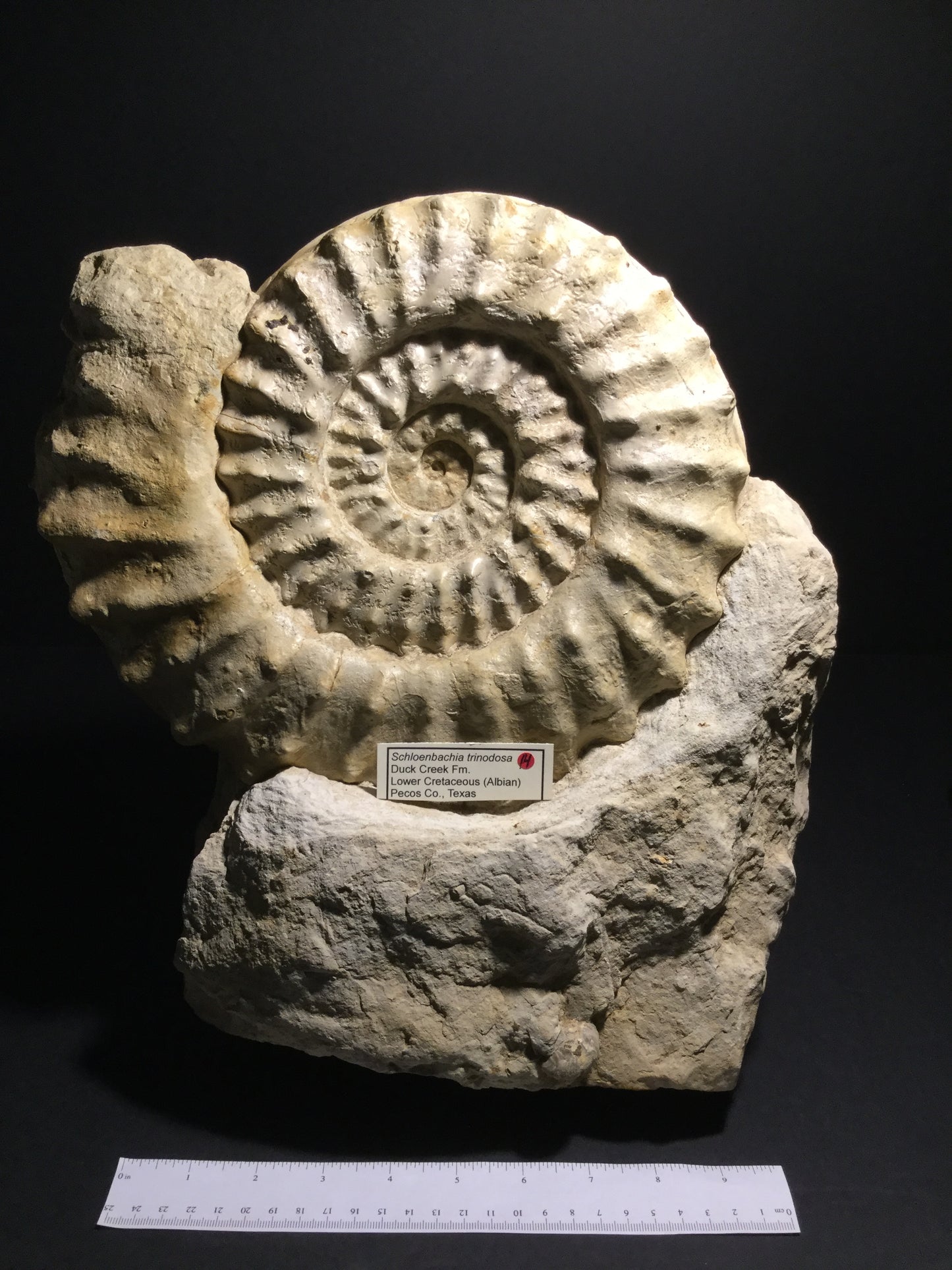 LK Ammonite Schloenbachia IF-A-16-014