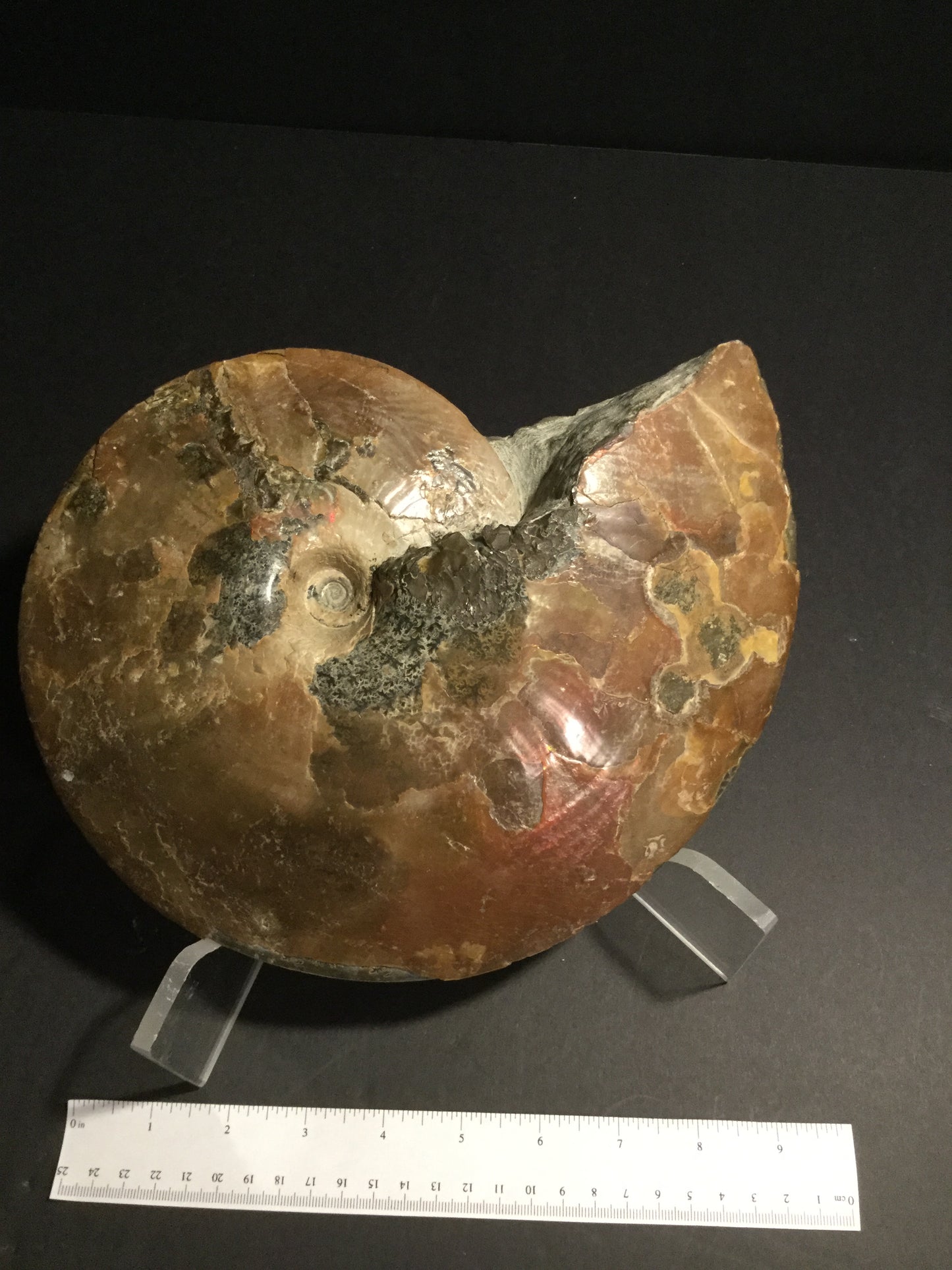 UK Ammonite Placenticeras IF-UKA-16-003