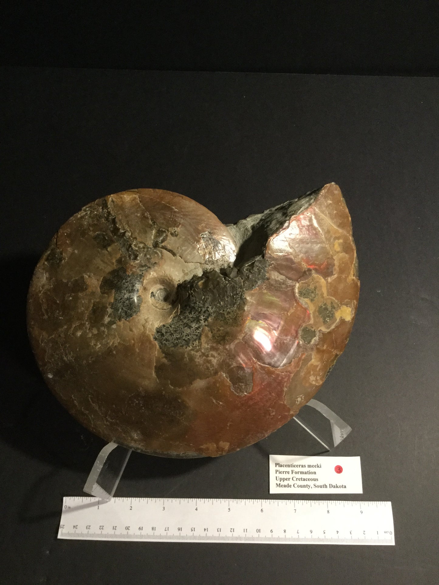 UK Ammonite Placenticeras IF-UKA-16-003