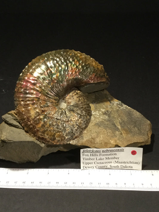 UK Ammonite Jeletzkytes IF-UKA-16-005