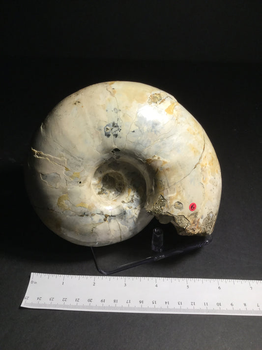 UK Ammonite Menuites IF-UKA-16-006