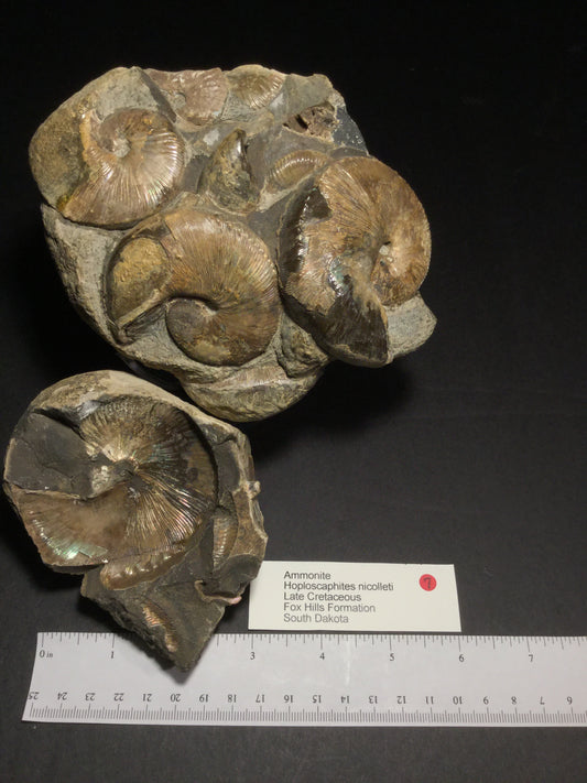 UK Ammonite Hoploscaphites IF-UKA-16-007fh