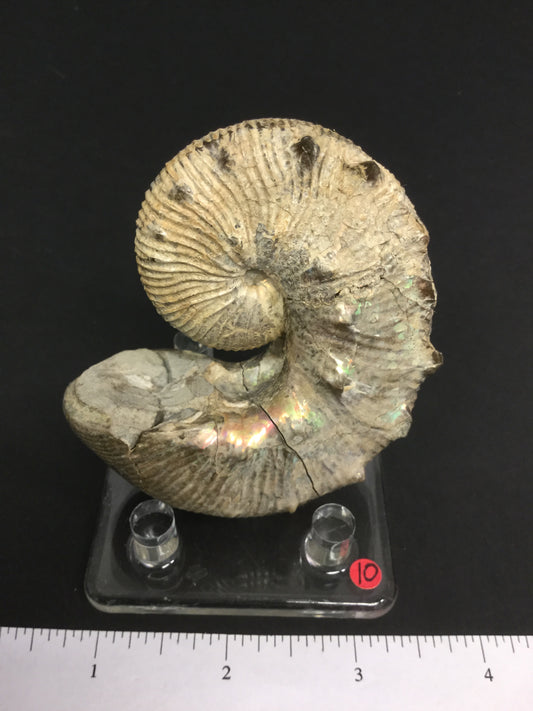 UK Ammonite Hoploscaphites IF-UKA-16-010