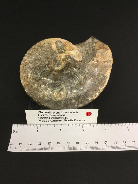 UK Ammonite Placenticeras IF-UKA-16-013