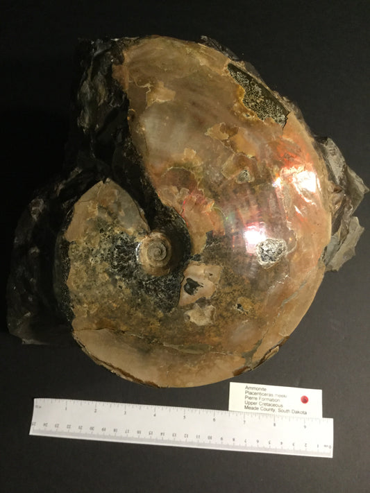 UK Ammonite Placenticeras IF-UKA-16-016