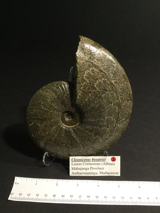 LK Ammonite Cleoniceras IF-MA-16-001