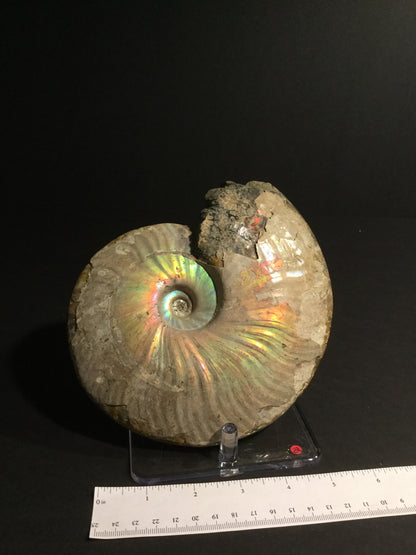 LK Ammonite Cleoniceras IF-MA-16-002