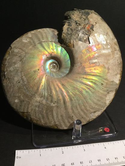 LK Ammonite Cleoniceras IF-MA-16-002