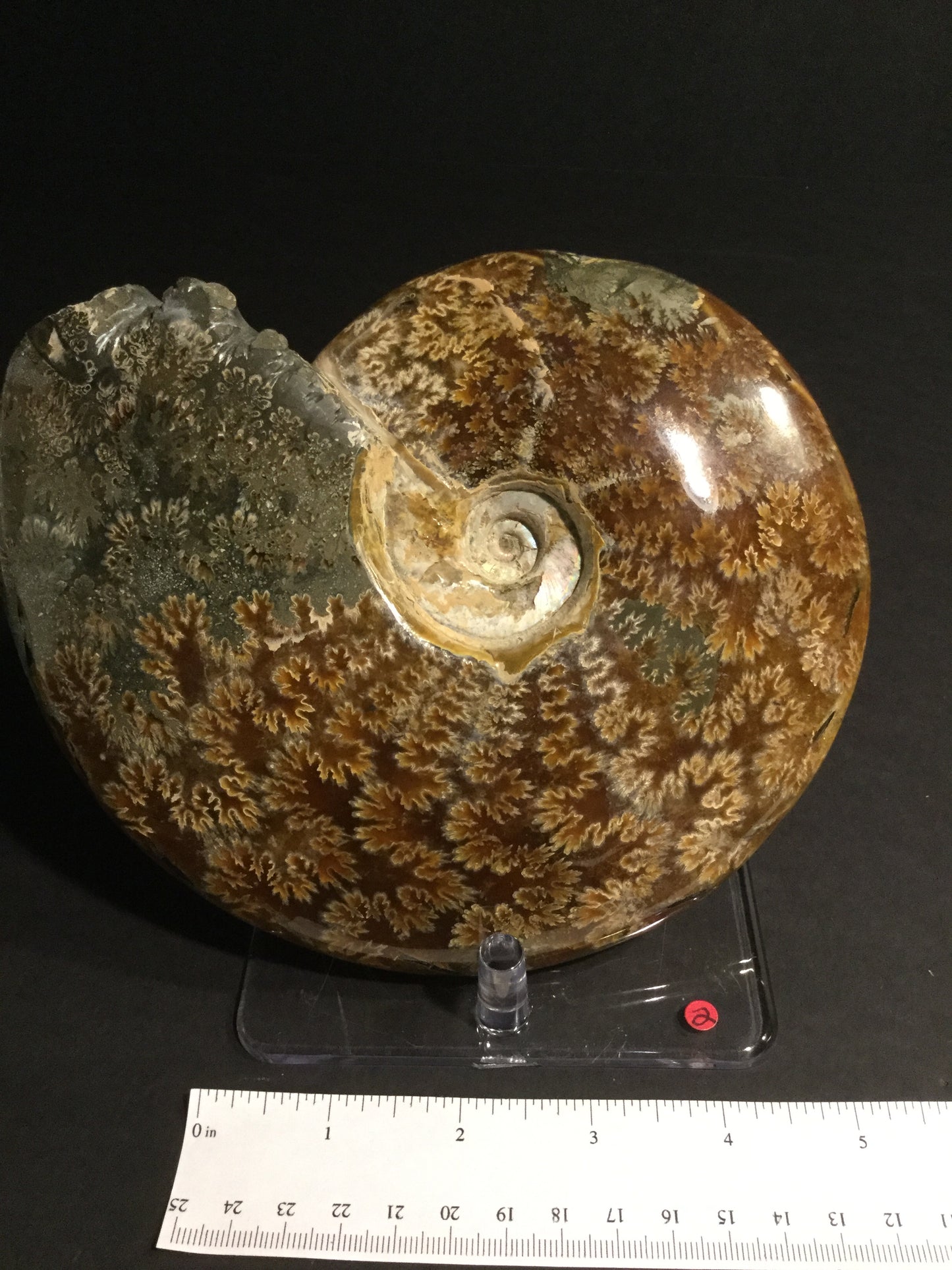 LK Ammonite Cleoniceras IF-MA-16-002