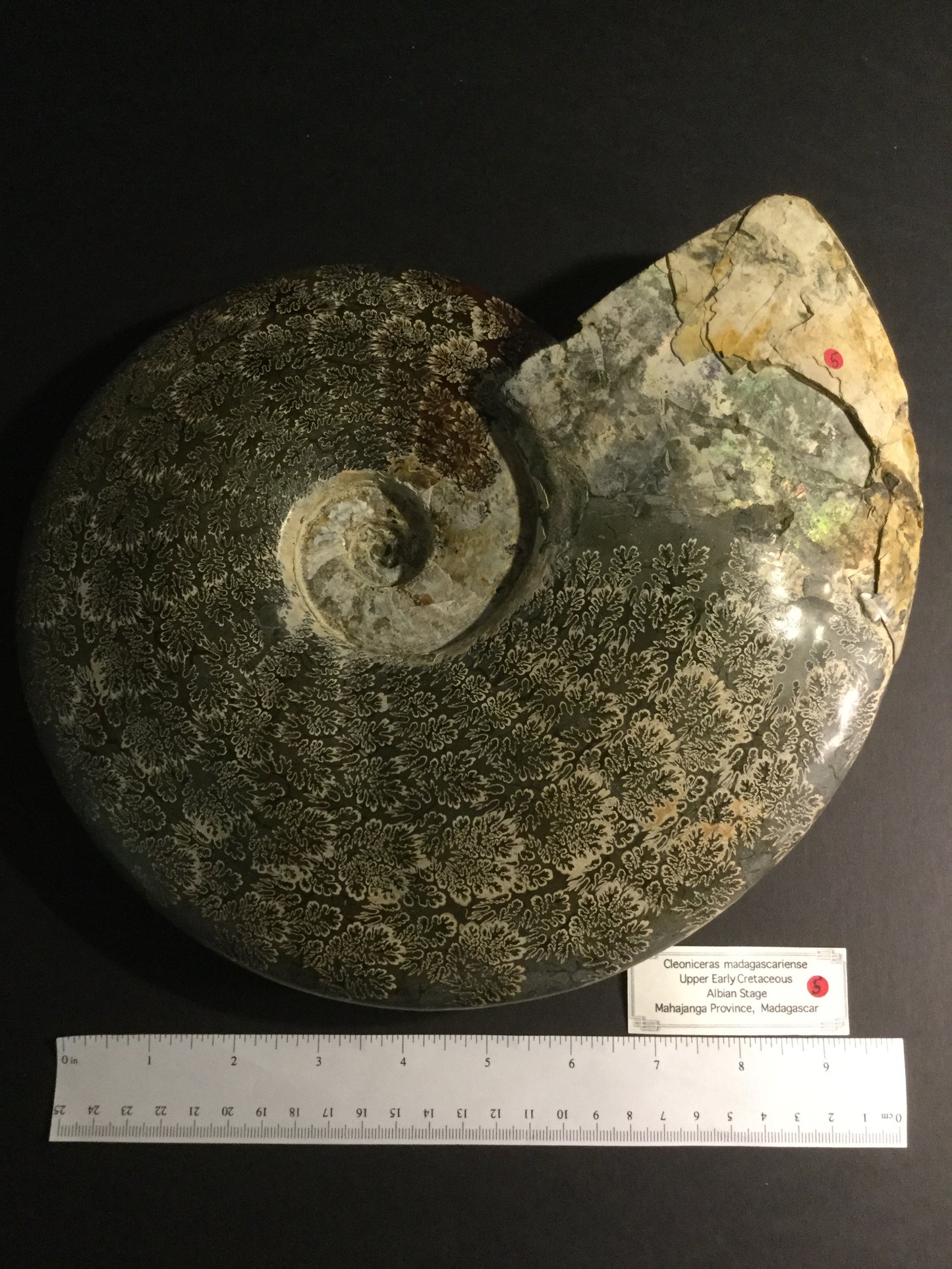 LK Ammonite Cleoniceras IF-MA-16-005