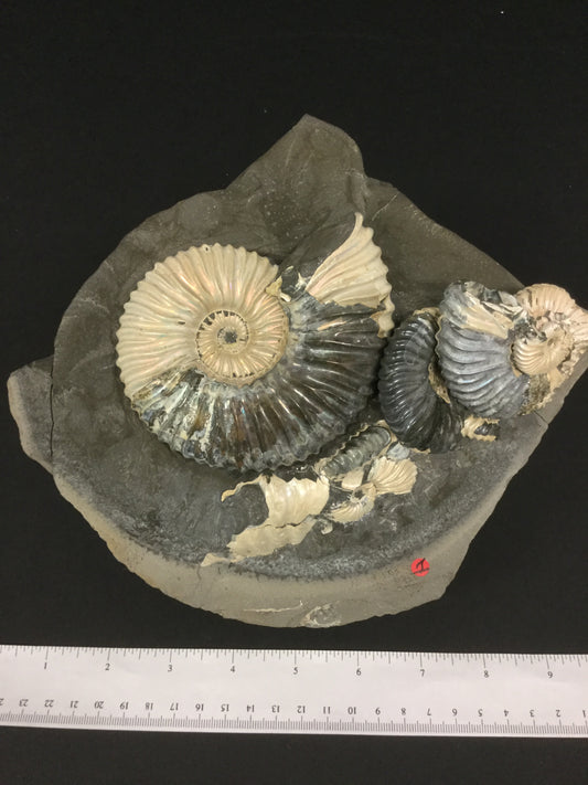 LK Ammonite Deshayesites IF-LKA-16-001Rus