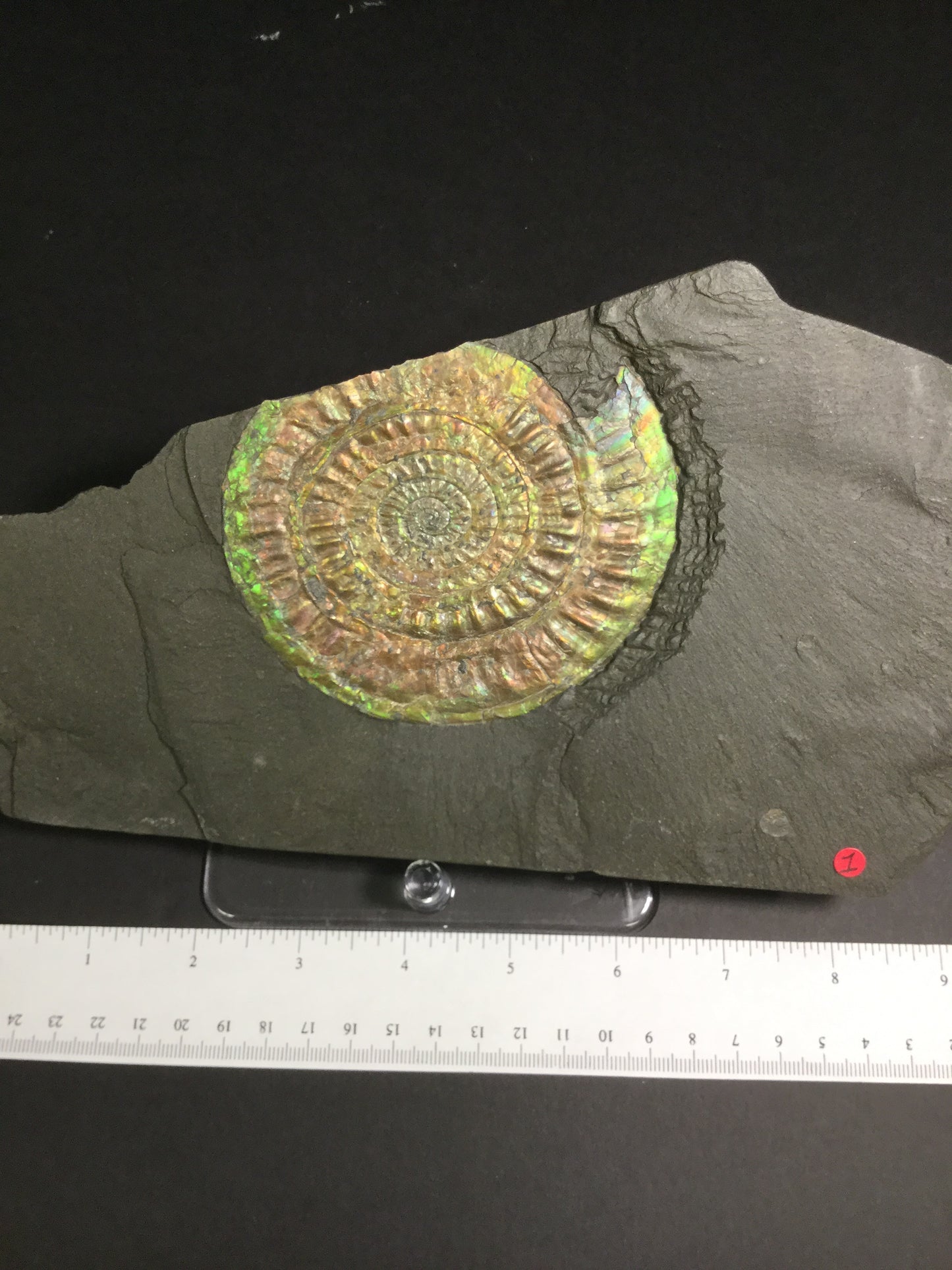 Jurassic Ammonite Psiloceras IF-JA-16-001