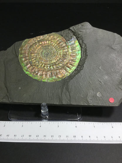 Jurassic Ammonite Psiloceras IF-JA-16-001