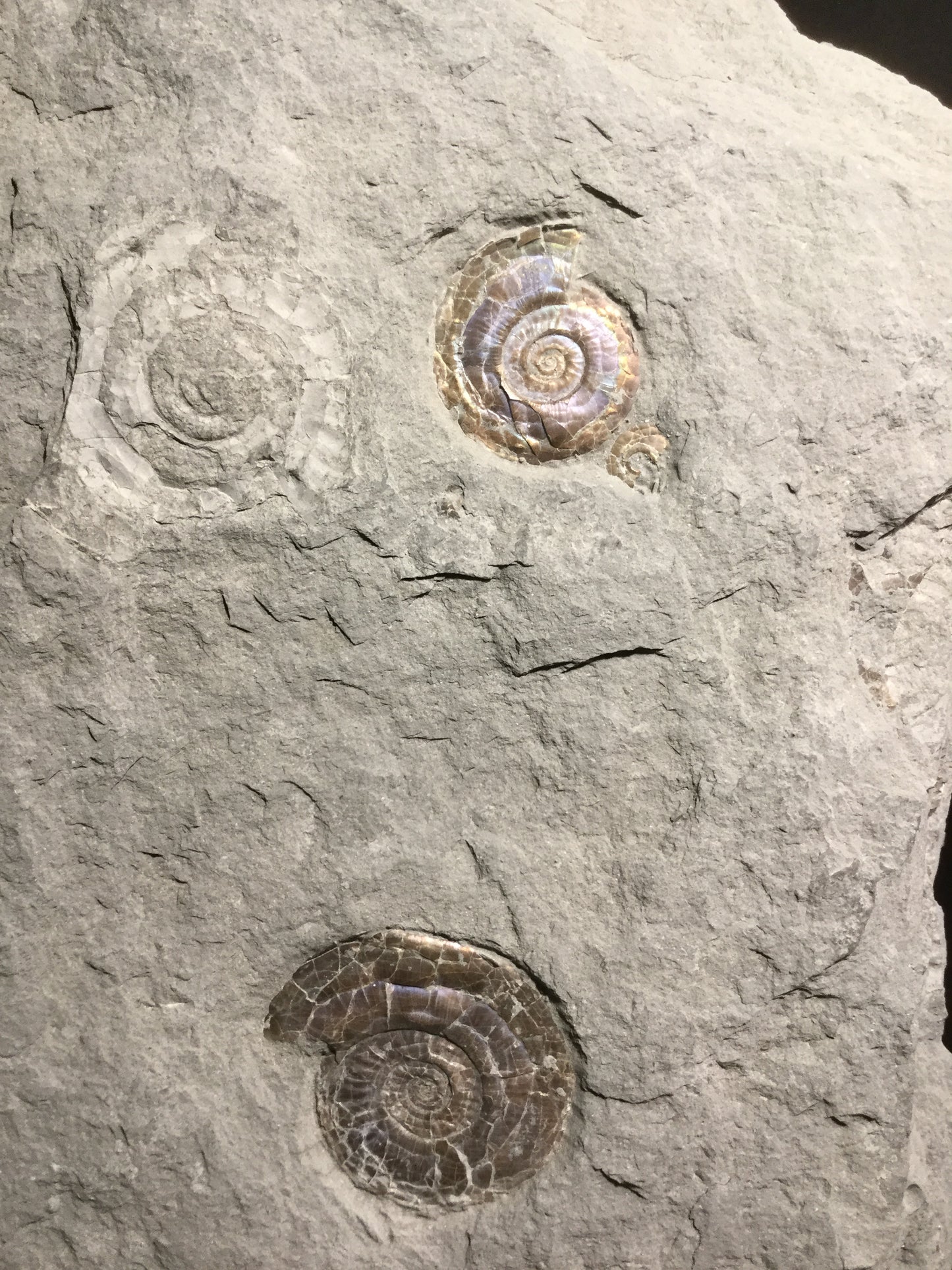 Jurassic Ammonite Psiloceras IF-JA-16-002