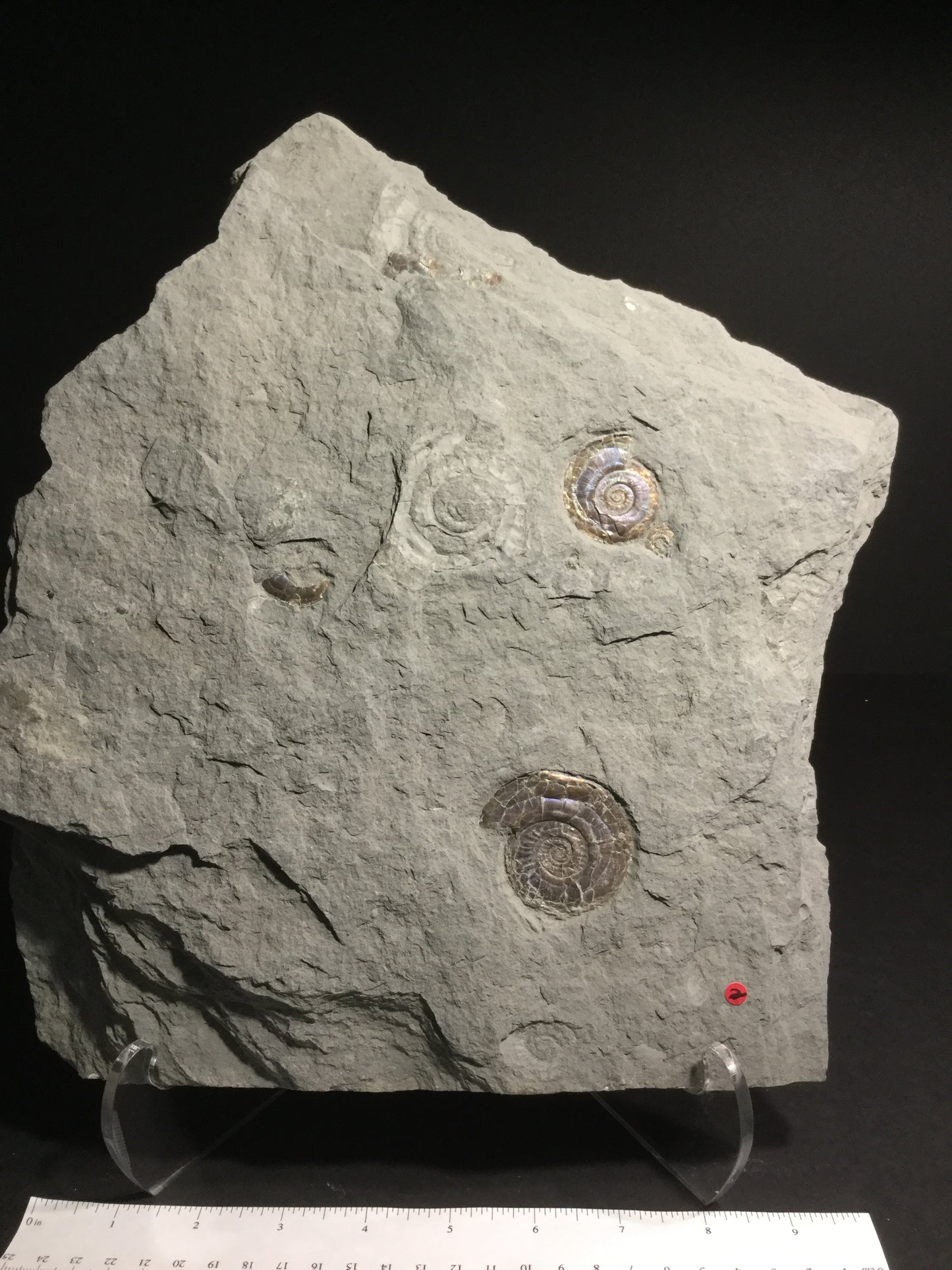 Jurassic Ammonite Psiloceras IF-JA-16-002