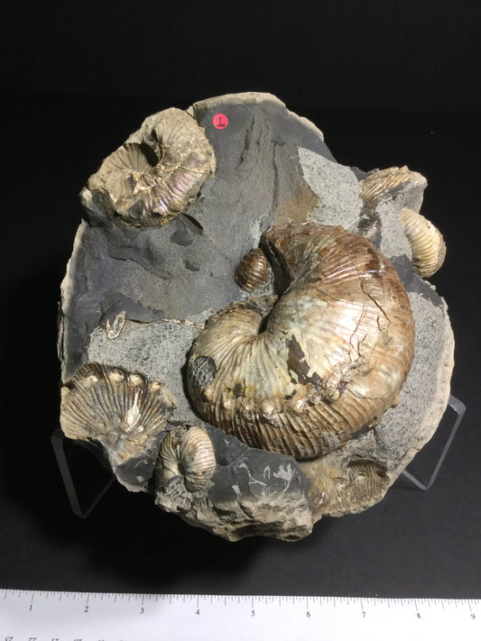 UK Ammonite Hoploscaphites IF-UKA-16-020