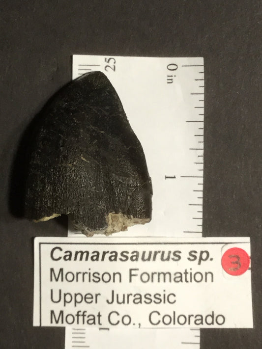 Jurassic Morrison Camarasaurus Tooth VF-JC-16-003