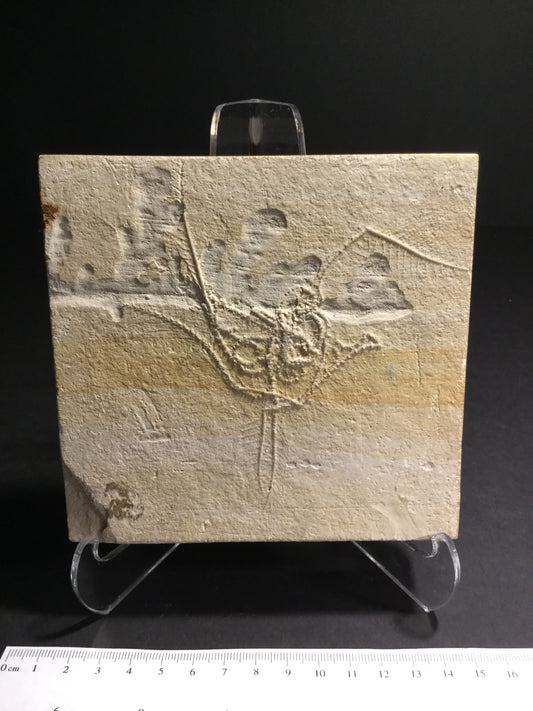 Jurassic Solnhofen Crinoid IF-M-Soln-16-002