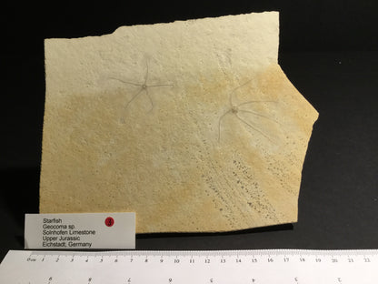 Jurassic Solnhofen Brittle Star IF-M-Soln-16-003