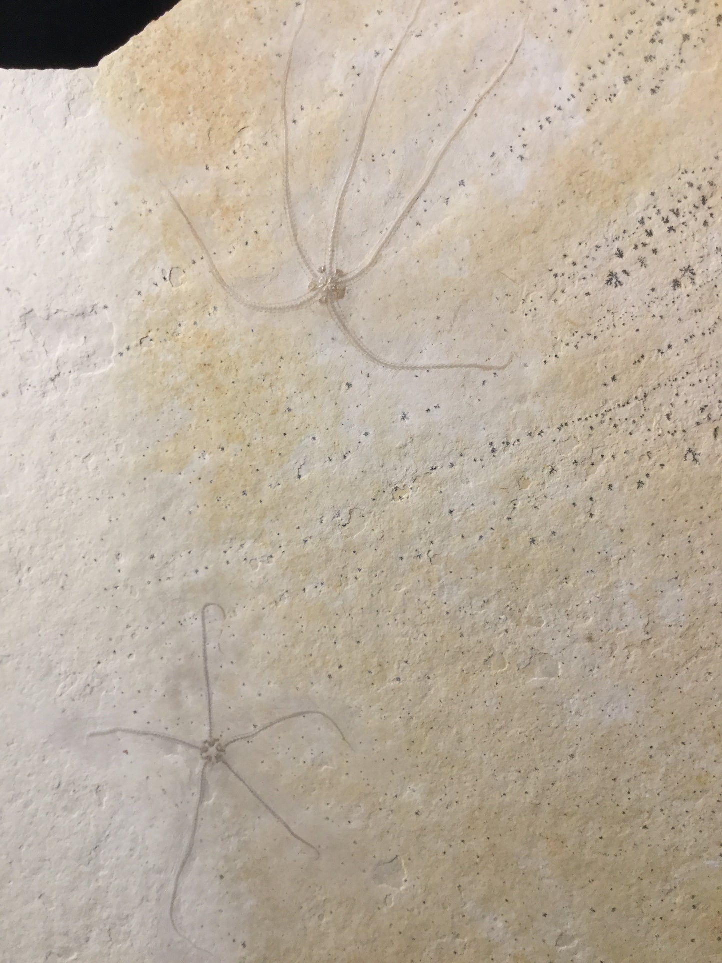 Jurassic Solnhofen Brittle Star IF-M-Soln-16-003